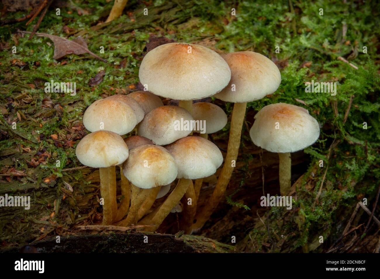 Sulphur Head Mushroom, Suffolk Woodland, UK Stock Photo