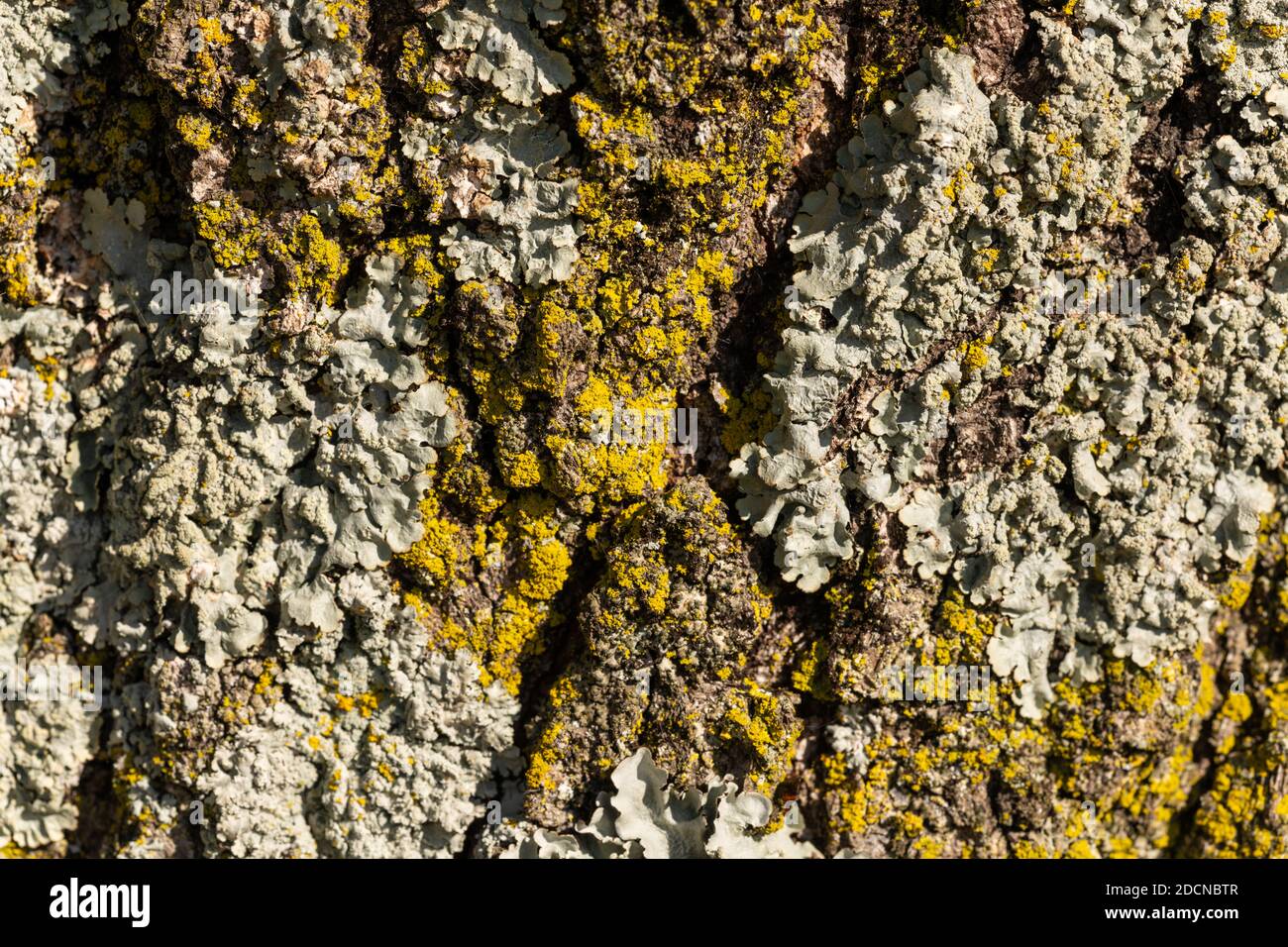 Detail of large tree bark texture background Stock Photo - Alamy