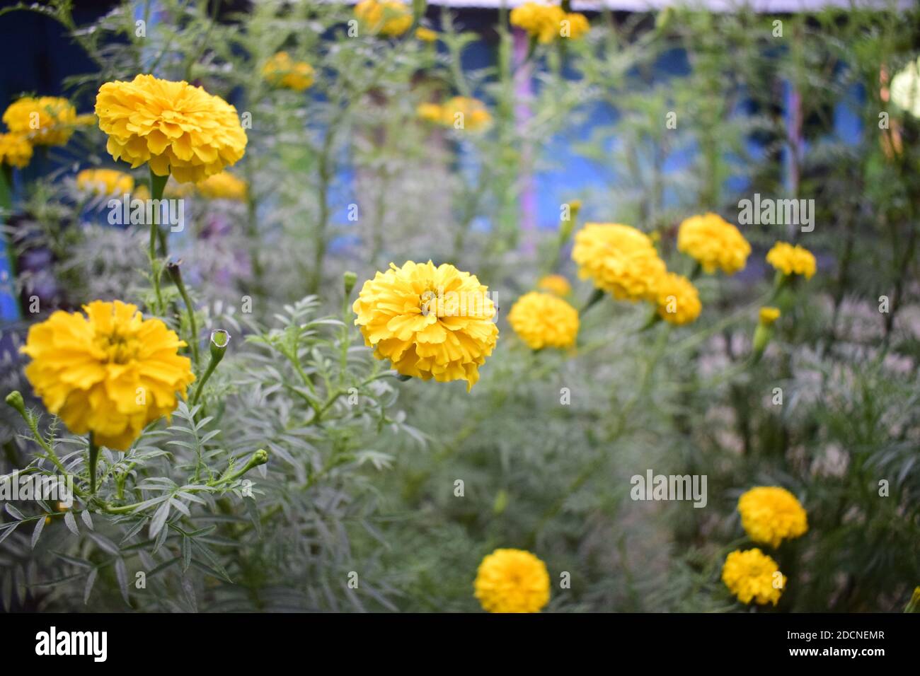 Marigold flower, it is herbaceous plants in the sunflower family. Its Scientific Name is