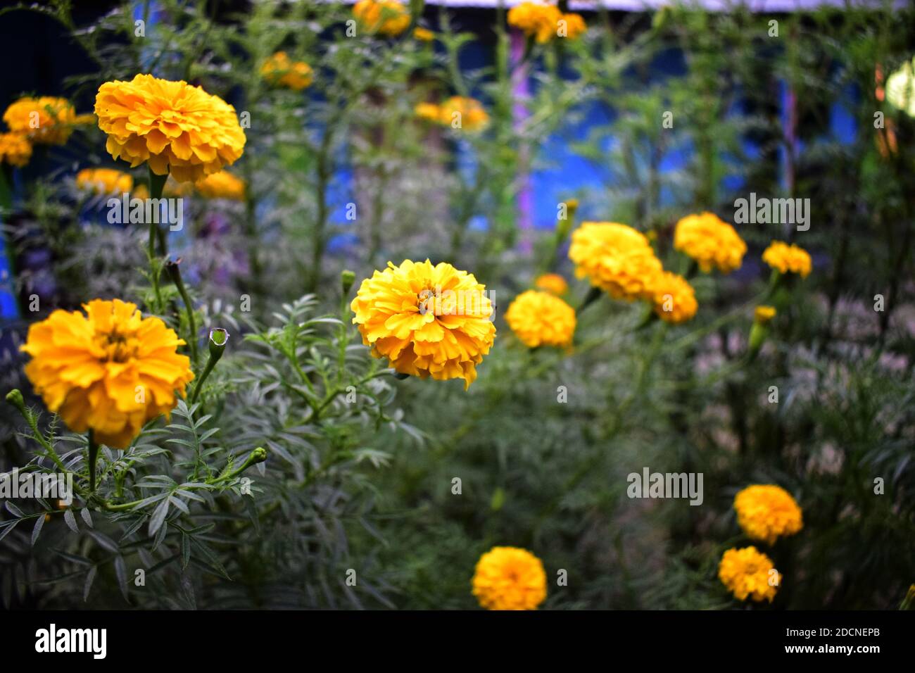 Marigold flower, it is herbaceous plants in the sunflower family. Its Scientific Name is : Tagetes Stock Photo