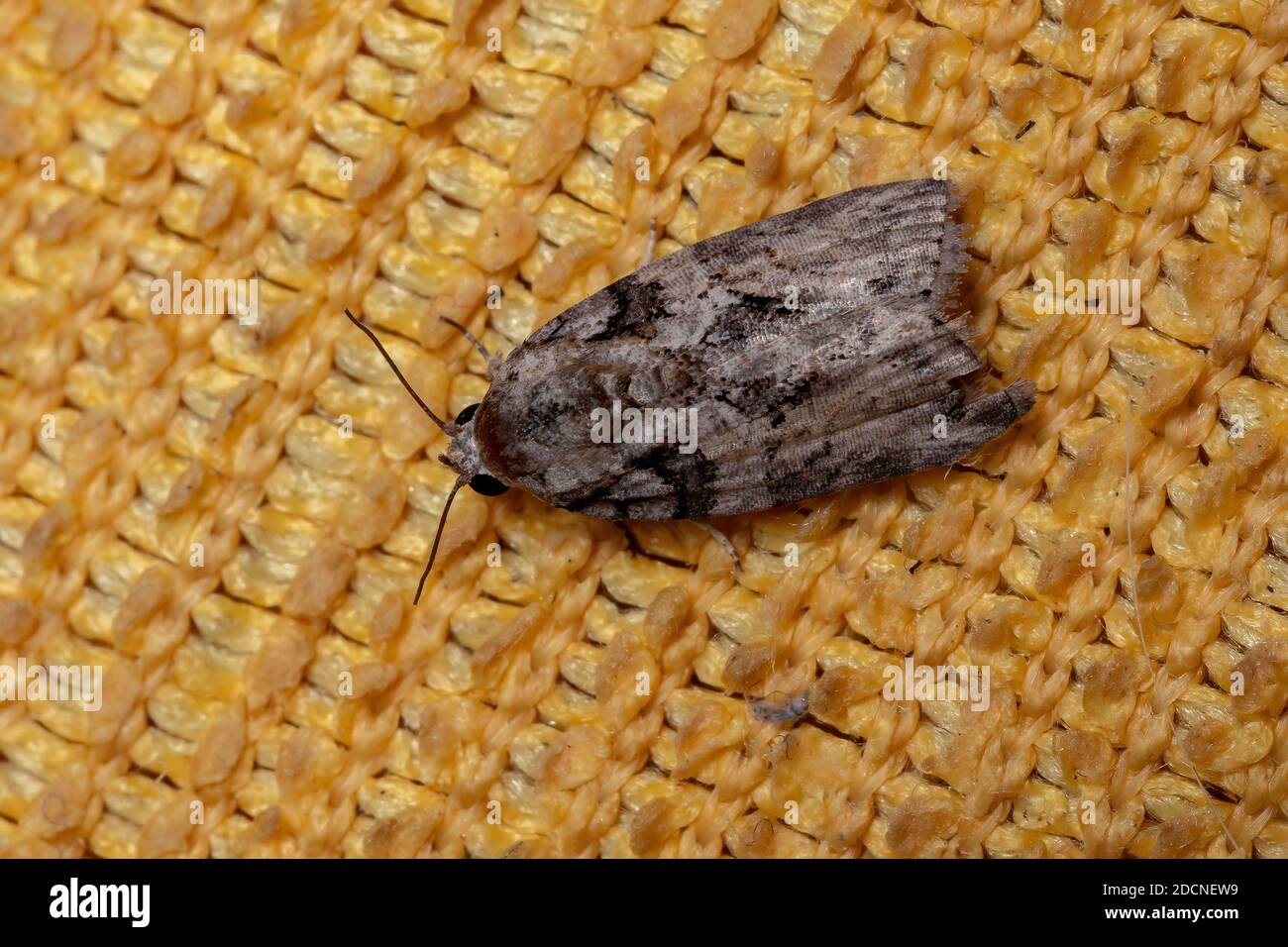 Black-olive Caterpillar Moth of the species Garella nilotica Stock Photo