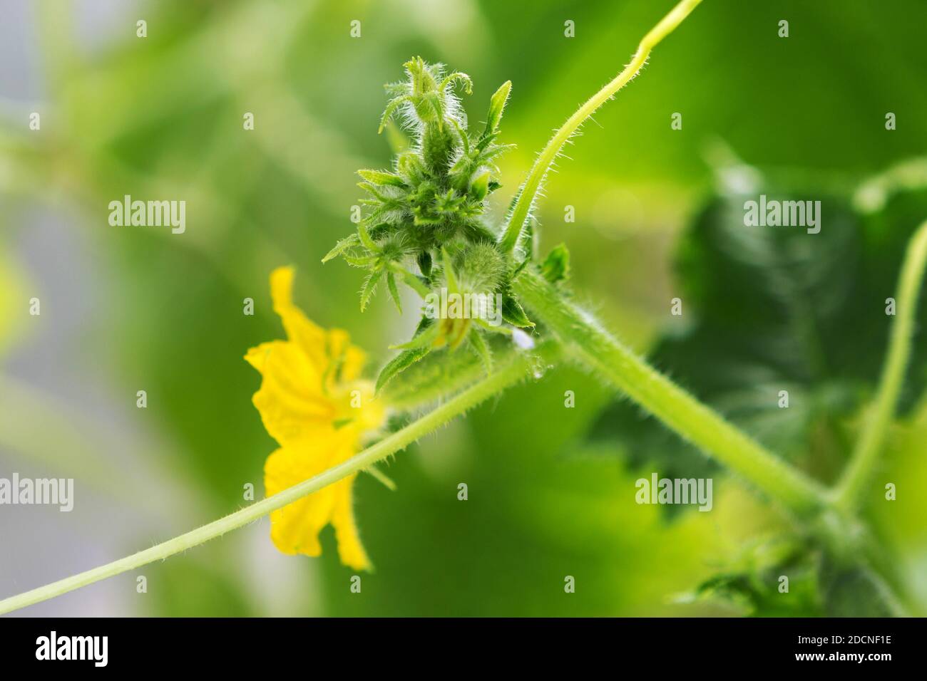 Flower close up. Cucumber plant flower closeup. Growing Cucumber in the greenhouse. Stock Photo