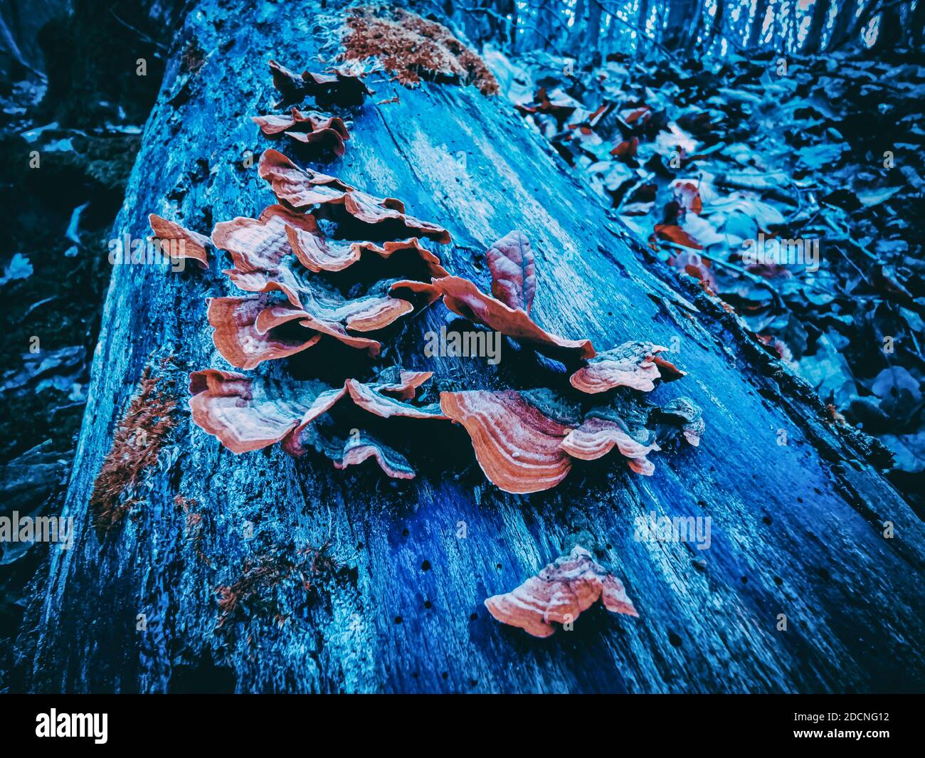The wild fungus on a dead tree trunk in autumn Stock Photo - Alamy