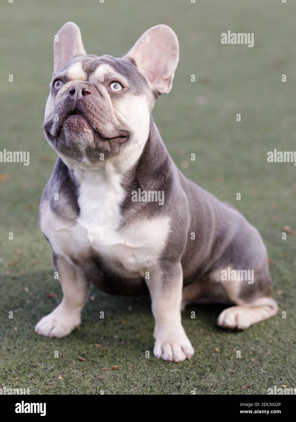 What Is A Trindle French Bulldog?