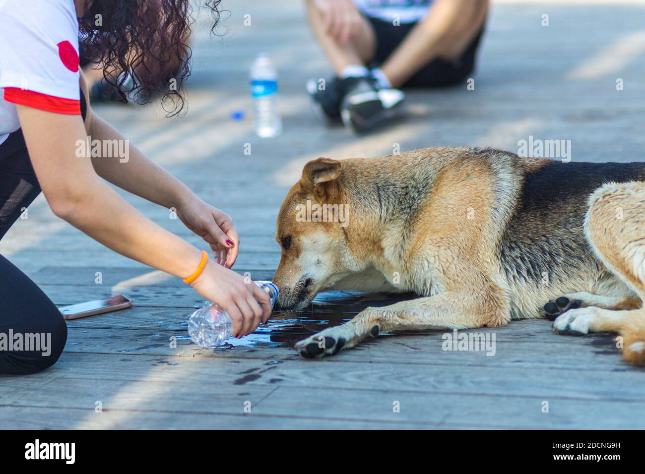 Athlete who made a stray dog drink water in Turkey Stock Photo Alamy