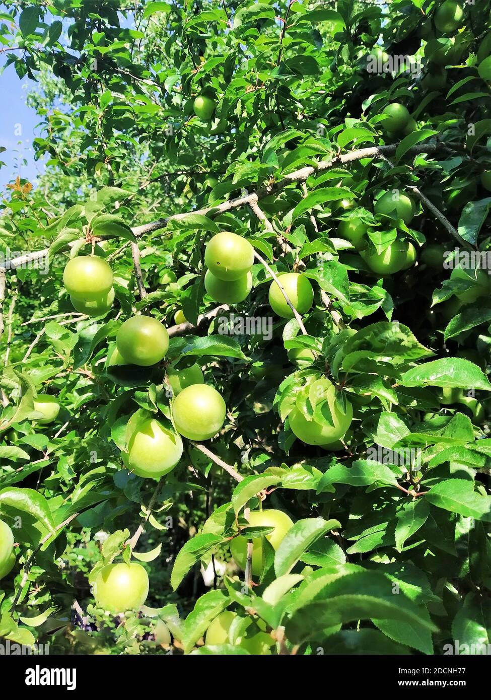 Istanbul turkey fresh green plums hires stock photography and images