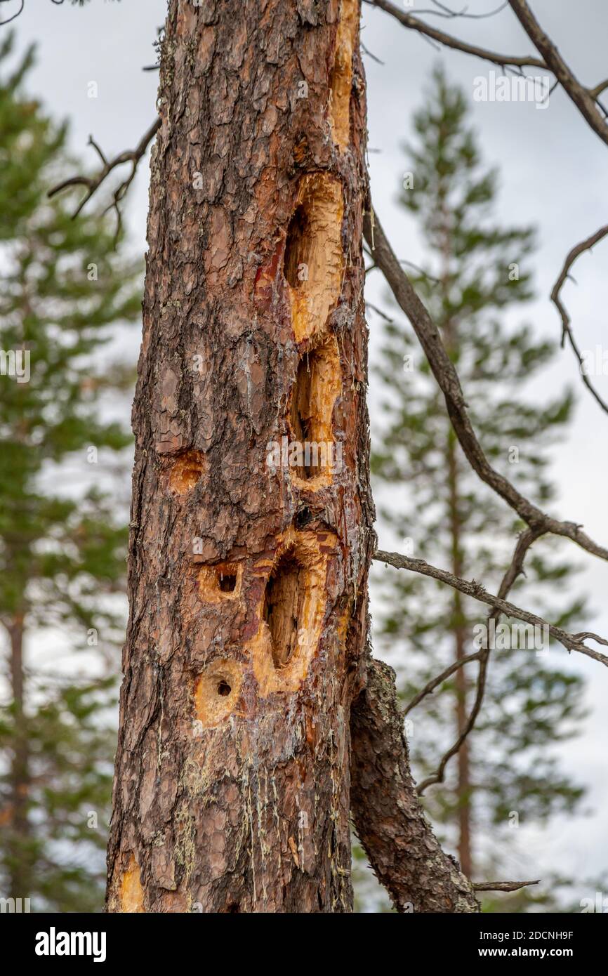 Trunk of a dead pine tree damaged by woodpeckers. Stock Photo