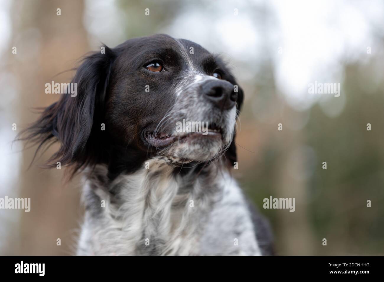White background spaniel portrait hi-res stock photography and images ...