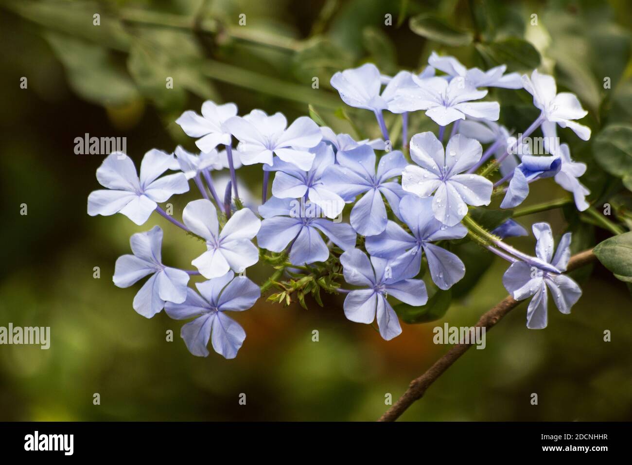 Ceratostigma willmottianum plant in bloom Stock Photo