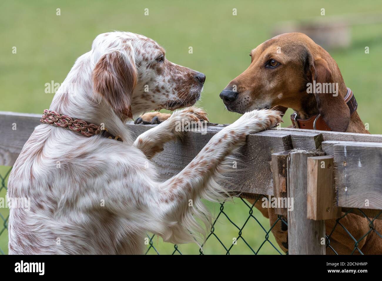Segugio Italiano and English Setter staring at each other over a fence standing on their hind paws. Stock Photo