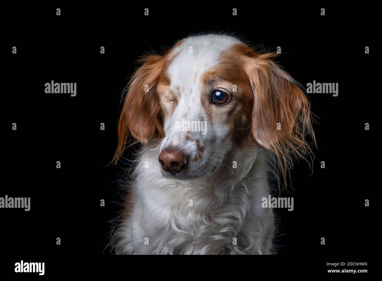 Studio portrait of a one-eyed orange and white Brittany Dog on black background. Stock Photo