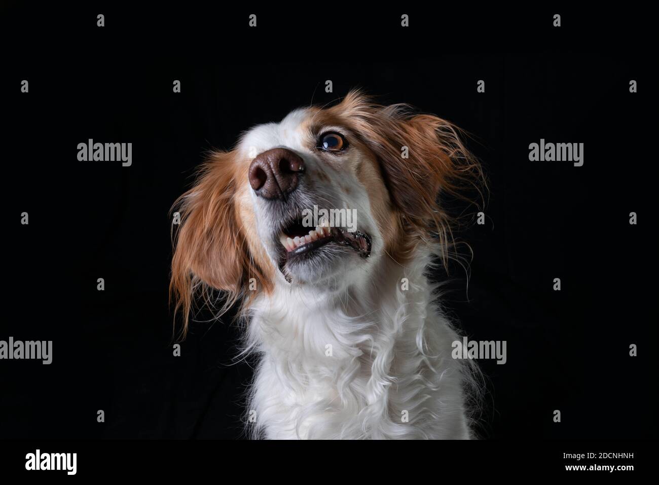 Studio portrait of a one-eyed orange and white Brittany Spaniel on black background tilting her head. Stock Photo