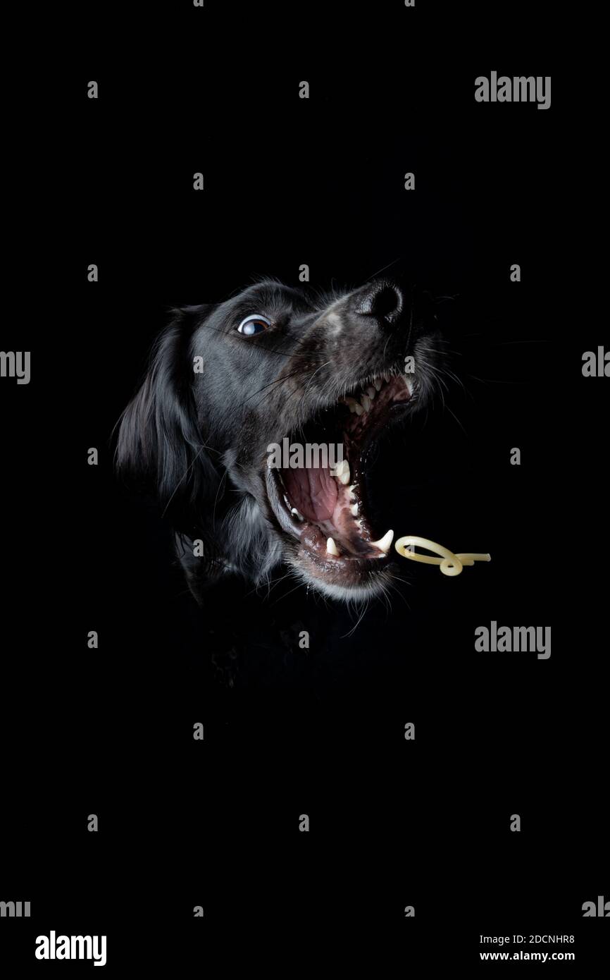 Studio portrait of a young, black Irish Setter catching a noodle on a black background. Stock Photo