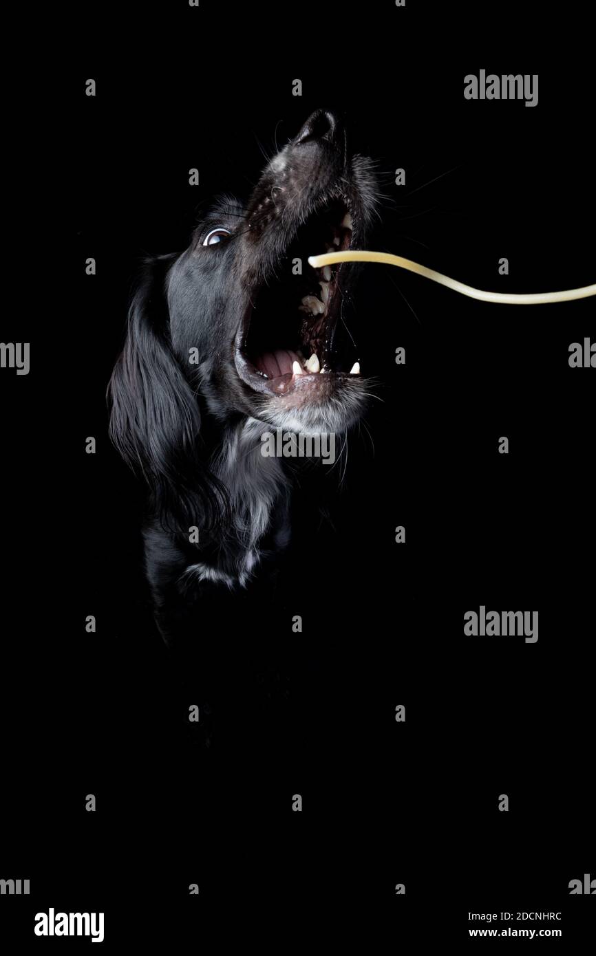 Studio portrait of a young, black Irish Setter catching a noodle with mouth wide open on a black background. Stock Photo