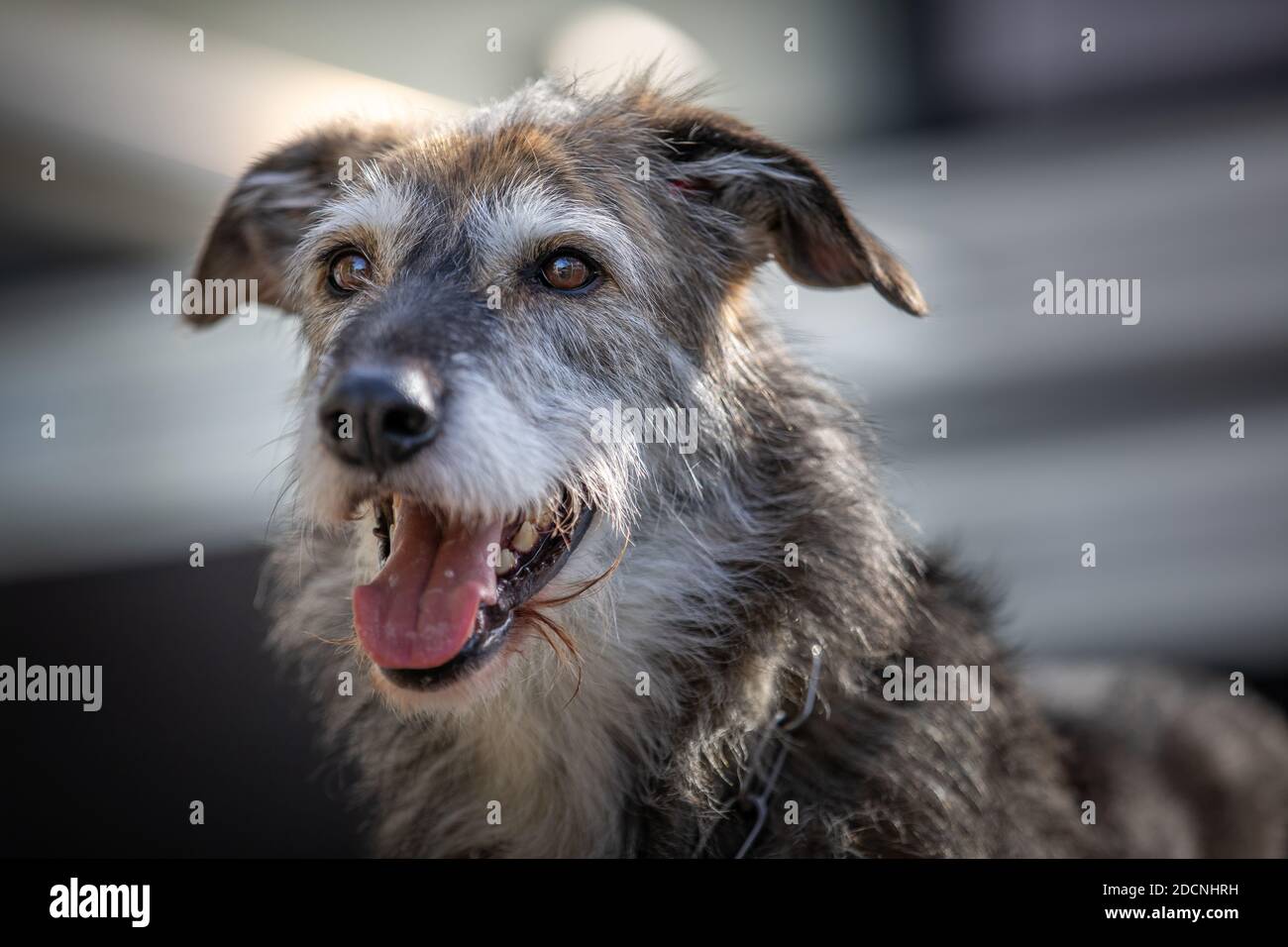 Outdoor portrait of a happy Irish wolfhound mix in warm afternoon sunlight. Stock Photo