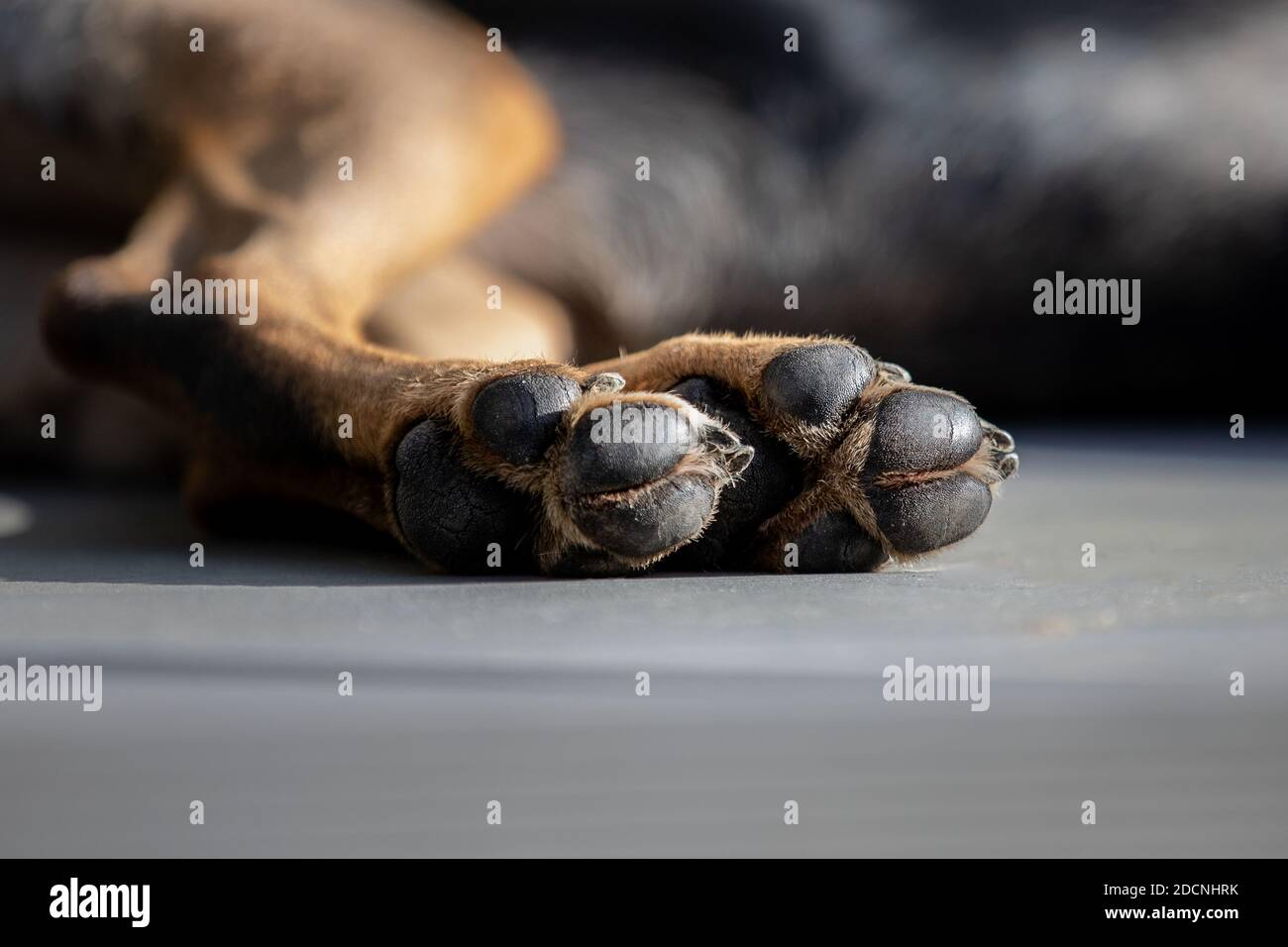 What Is Inside A Dogs Paw Pad