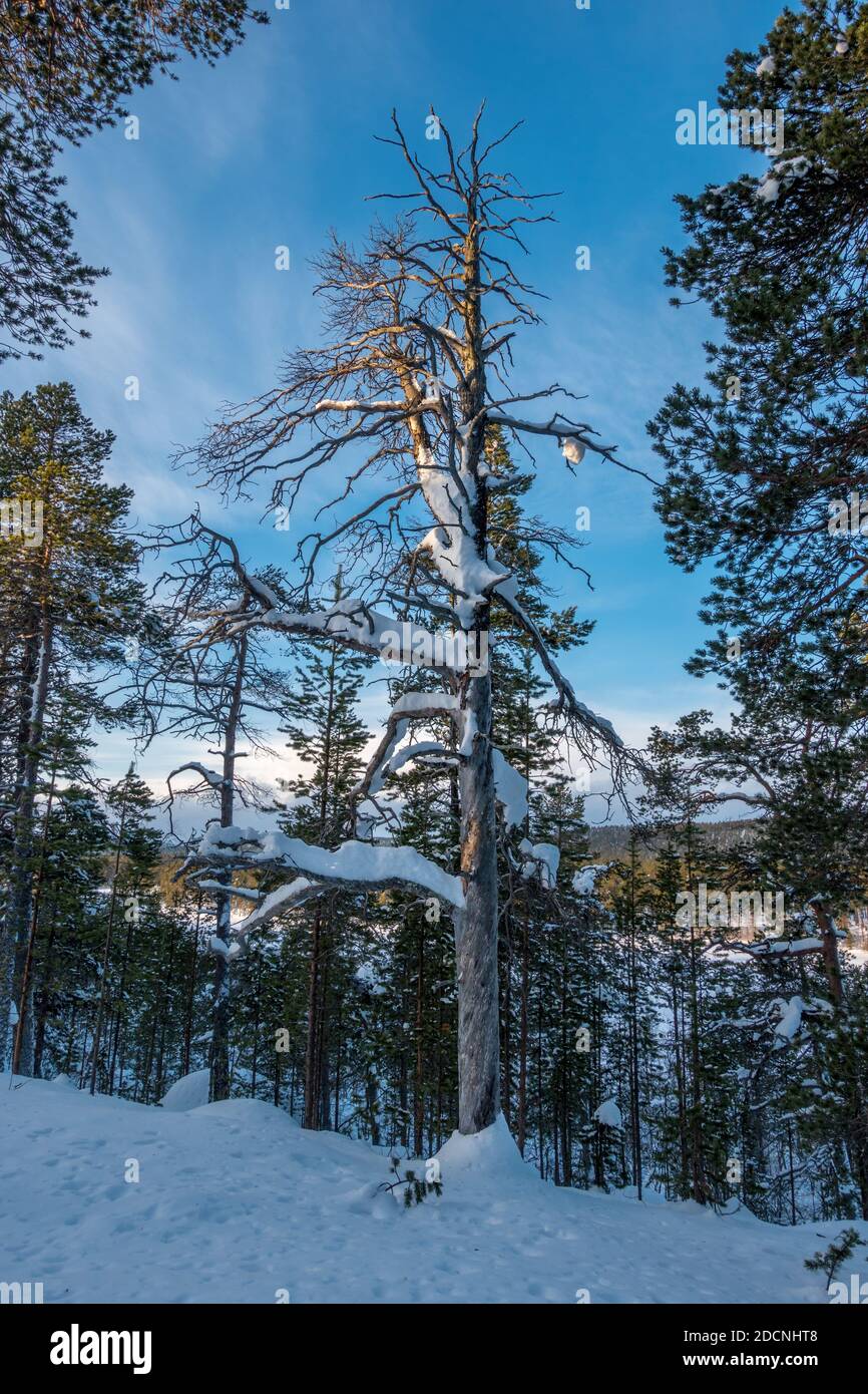 Arctic tree hires stock photography and images Alamy