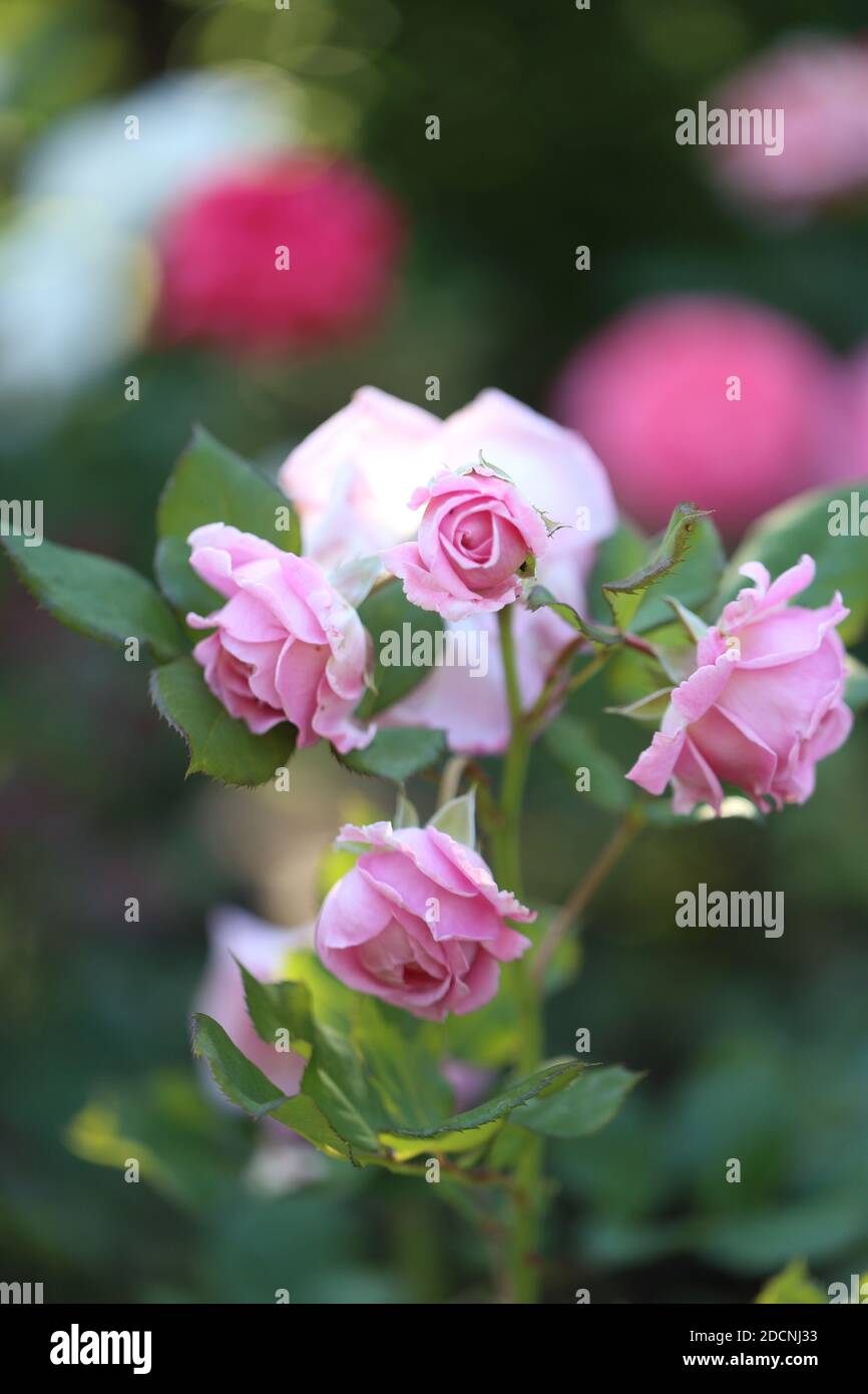 Close-up of garden rose blooming in the summer in the garden Stock Photo