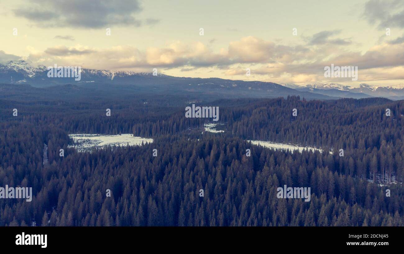Aerial view of winter pine forest and meadows Stock Photo - Alamy