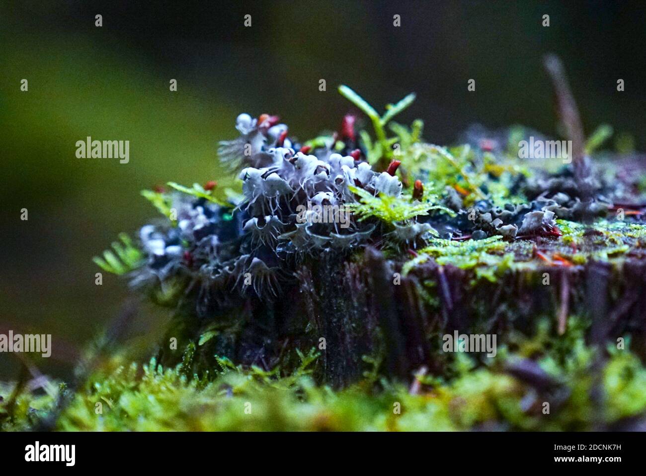Wet forest floor hi-res stock photography and images - Alamy