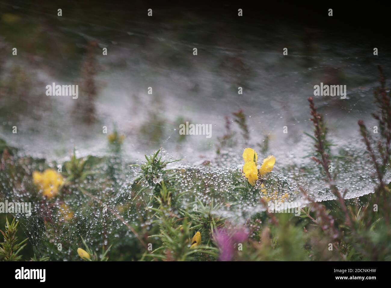 Funnel-shaped Agelena labyrinthica spider web covered in water droplets on low laying grass and vegetation at dawn in Pembrokeshire UK Stock Photo