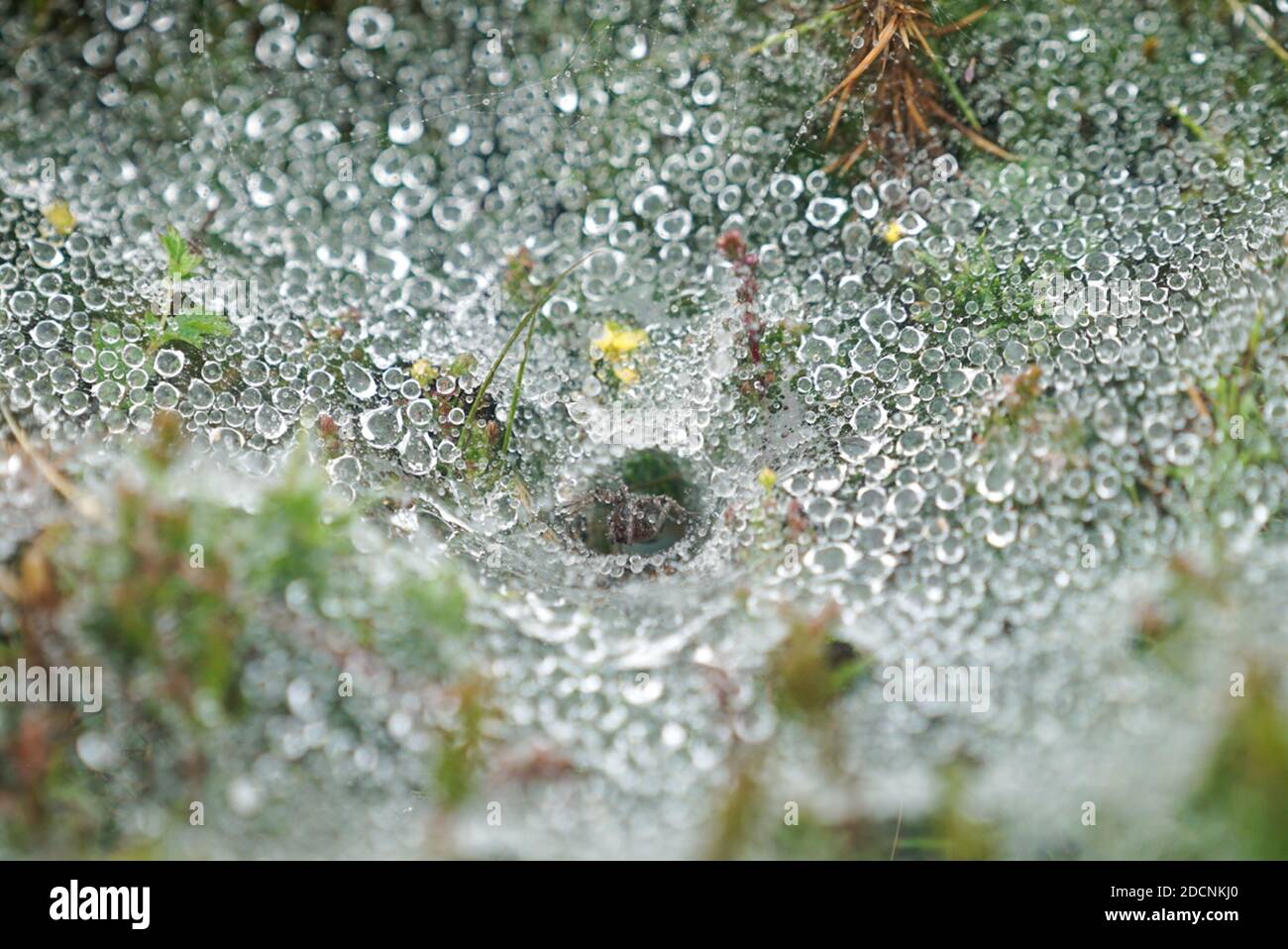 Funnel-shaped Agelena labyrinthica spider web covered in water droplets on low laying grass and vegetation at dawn in Pembrokeshire UK Stock Photo