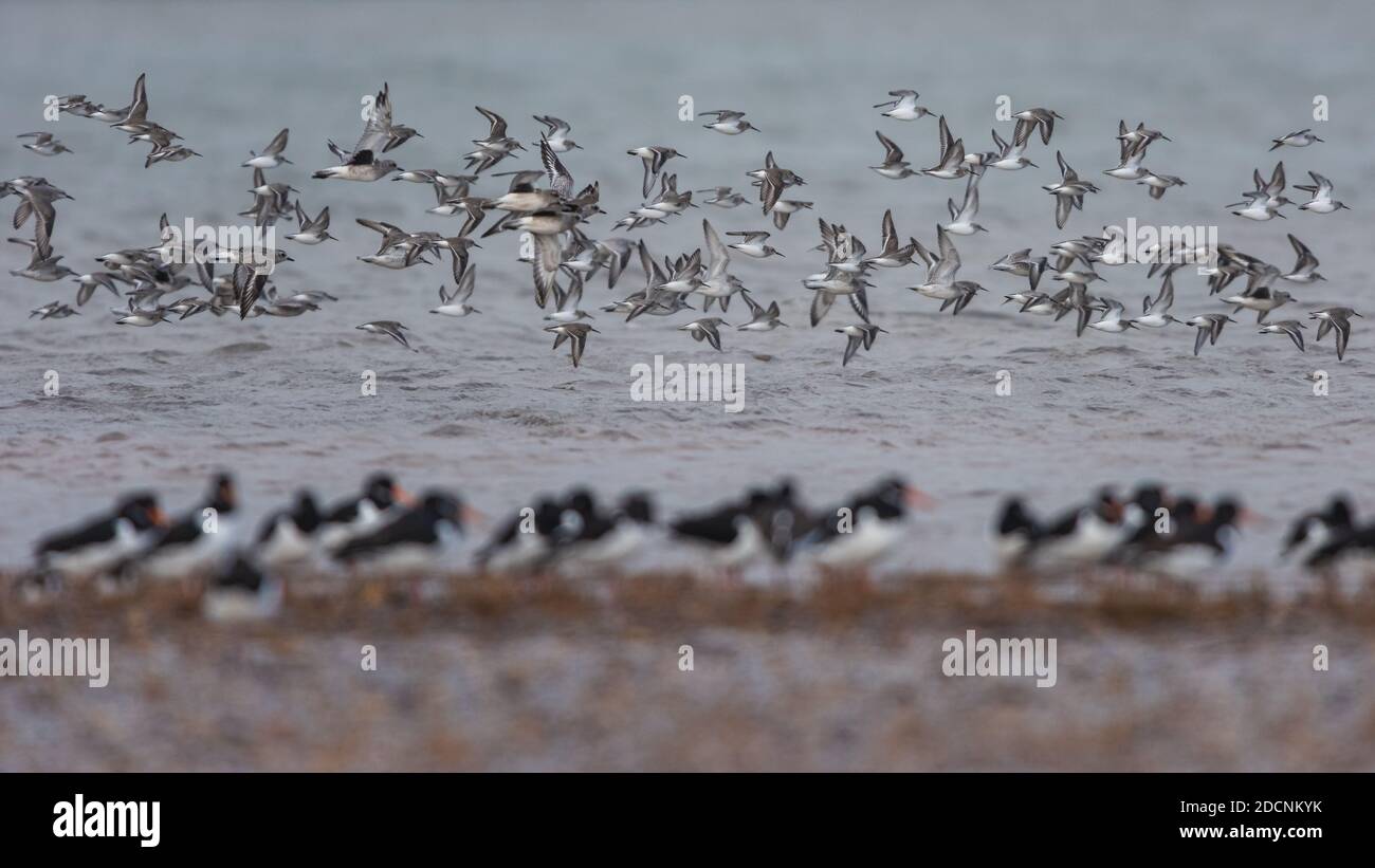 Dunlin and knot hi-res stock photography and images - Alamy