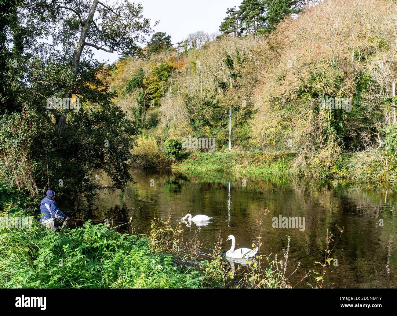 A man fishing on the River Liffey in Dublin, Ireland, is joined by two swans. Stock Photo