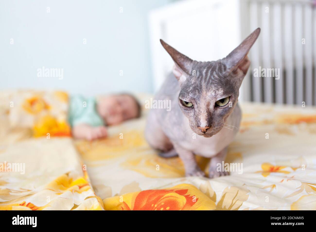 Bald sphynx cat babysitting after newborn infant sleeping on sofa in a domestic bedroom Stock Photo