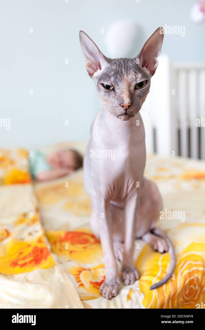 Bald sphynx cat babysitting after newborn baby sleeping on a sofa in domestic bedroom Stock Photo