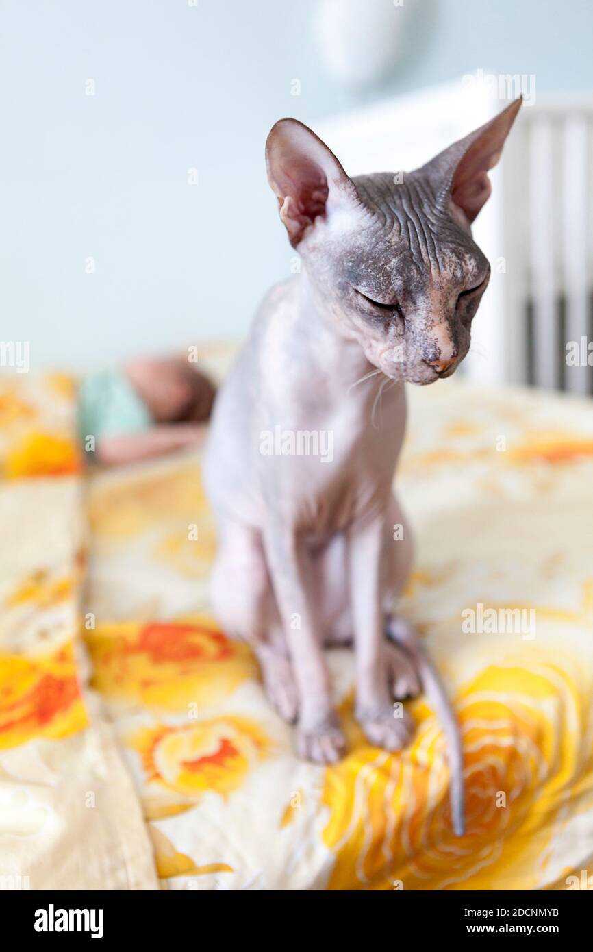Sleepy Don sphinx kitten sits on the edge of the bed next to a sleeping