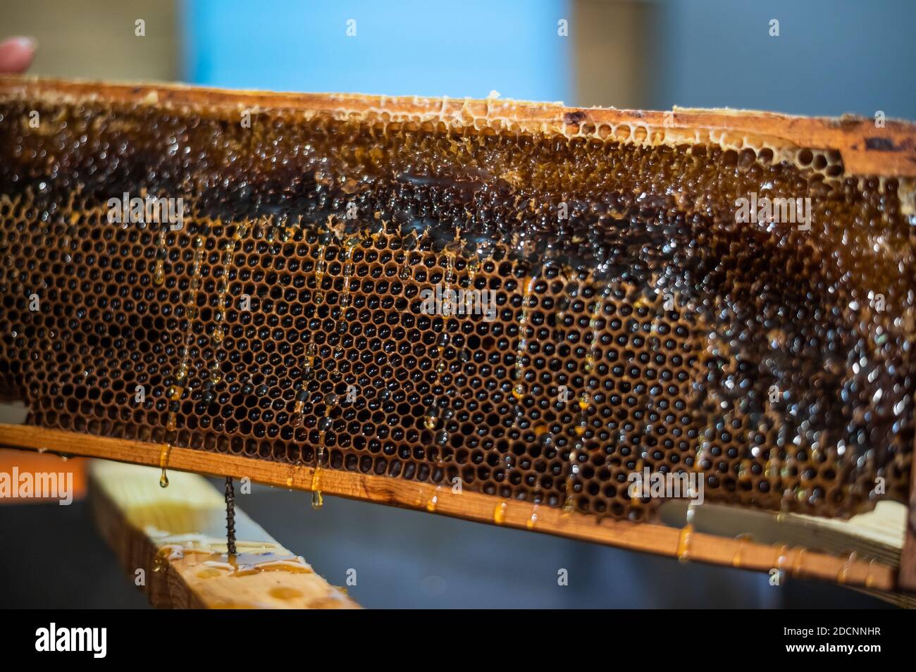 Uncovering the honeycombs with the scraper by hand, honey harvest. Stock Photo