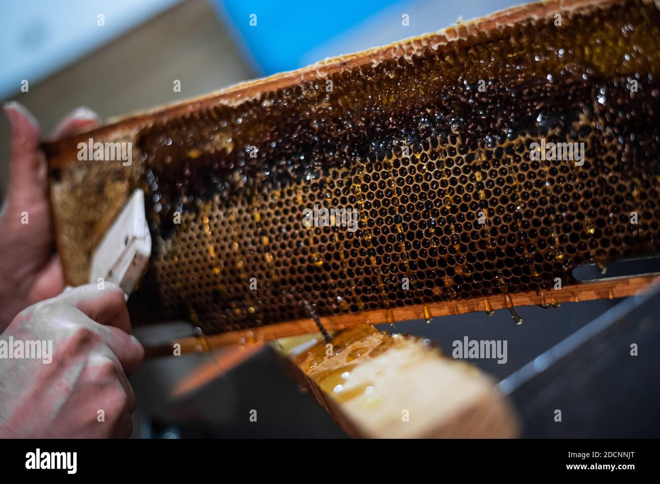 Uncovering the honeycombs with the scraper by hand, honey harvest. Stock Photo