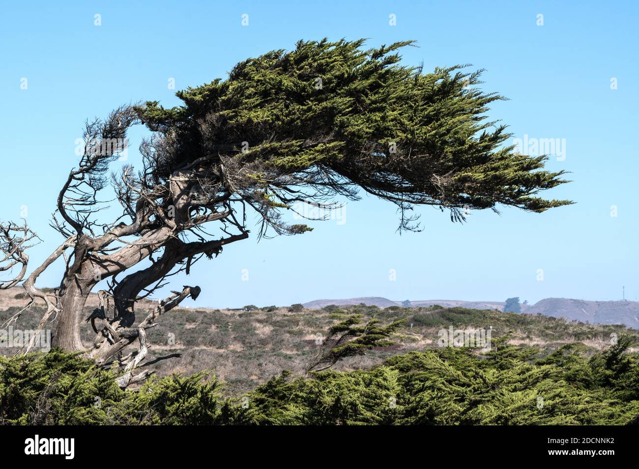 Monterey Cypress Trees by Bodega Bay in Northern California Stock Photo