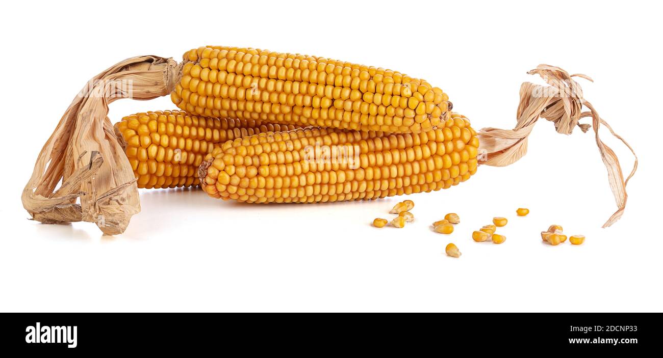 Dry corn cobs on a white background Stock Photo