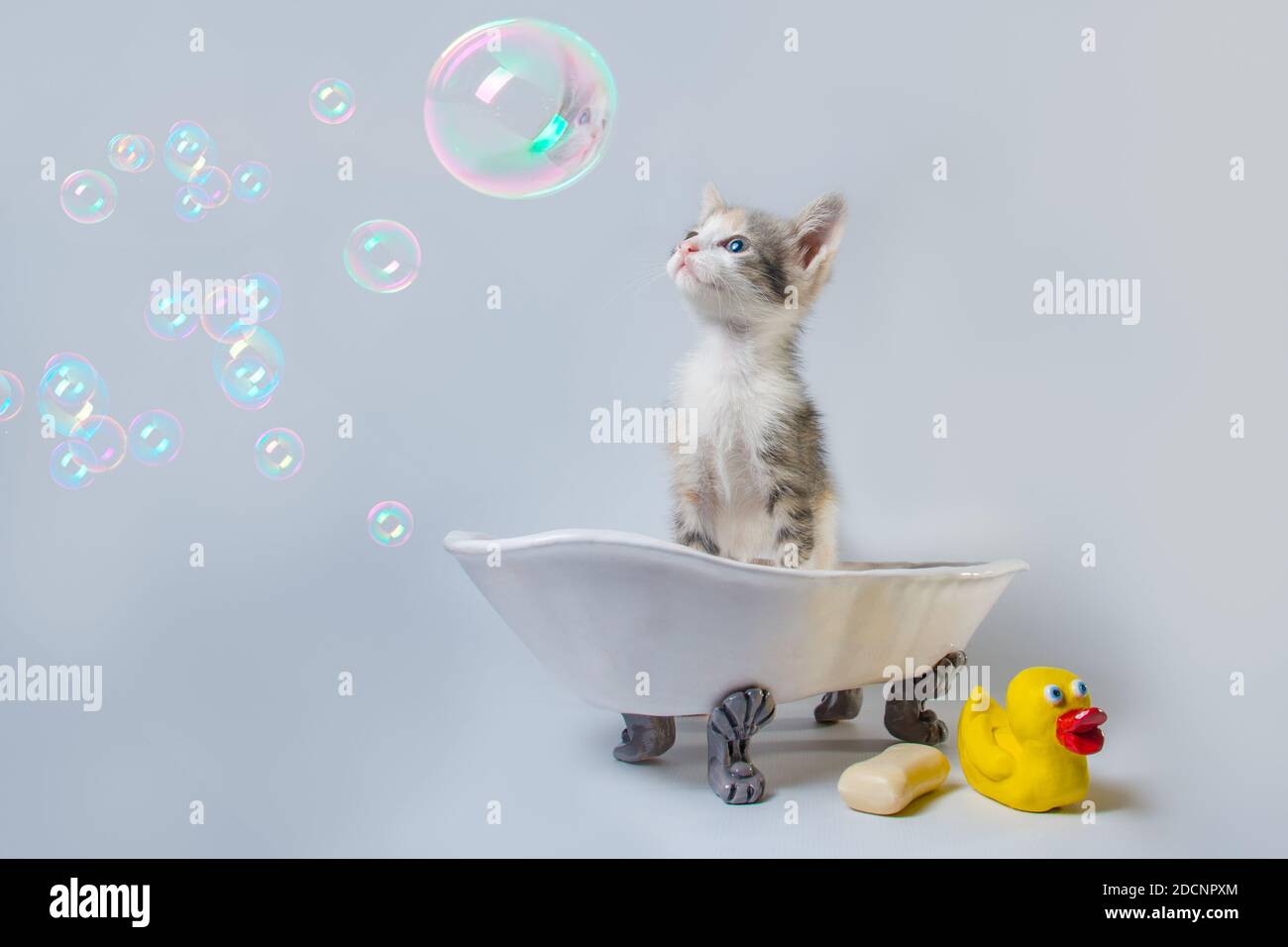 grooming tabby kitten looks at soap bubbles in a toy bathtub next to a bar of soap and a yellow rubber duckie Stock Photo
