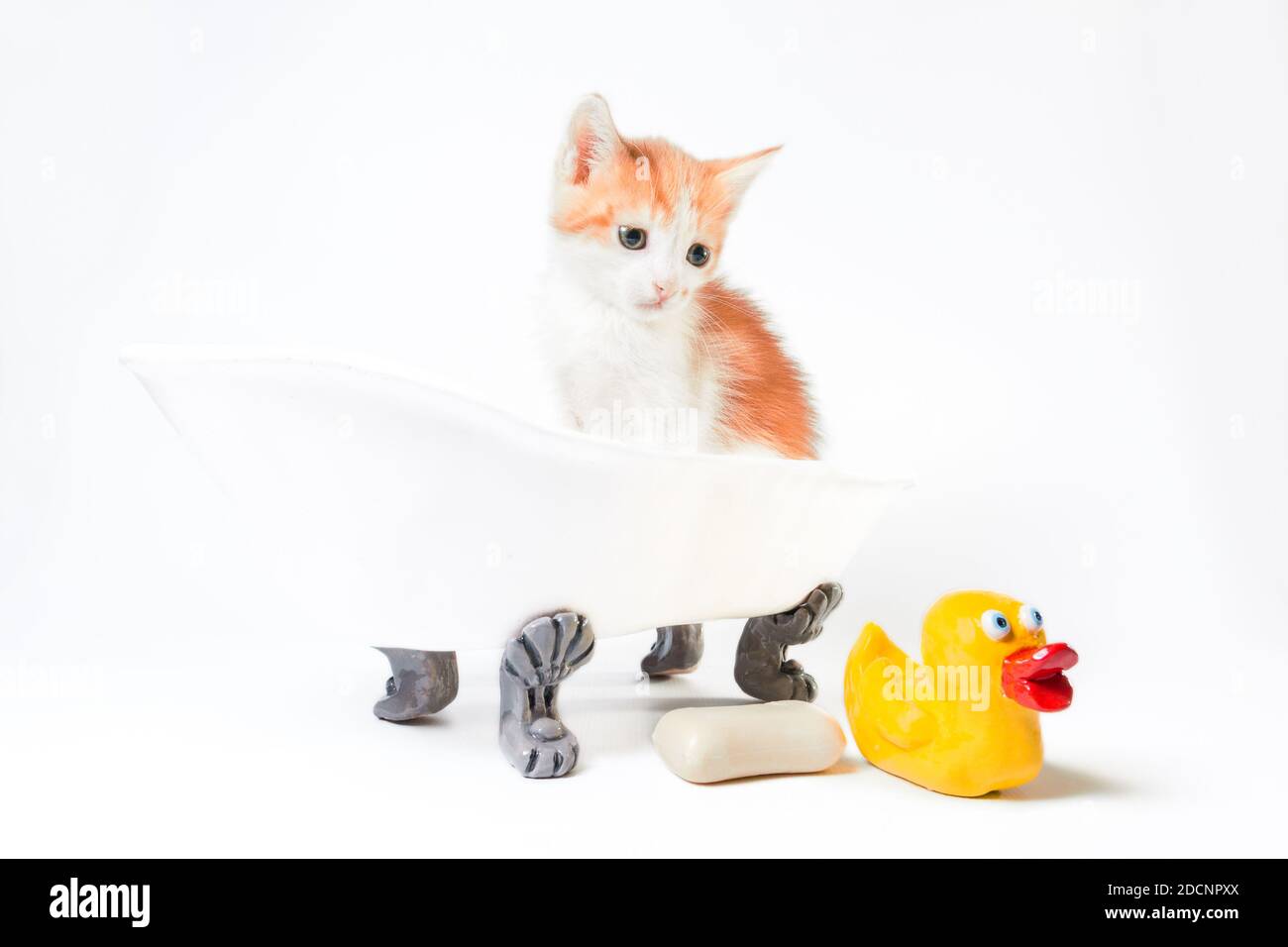 grooming red and white kitten sits in a toy bathtub next to a bar of soap and a yellow rubber duckie Stock Photo