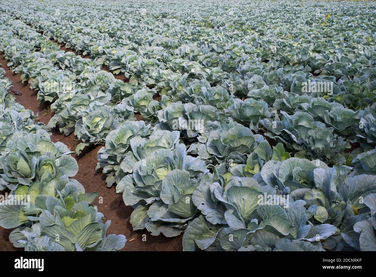 Cabbage rows in farm field hi-res stock photography and images - Alamy