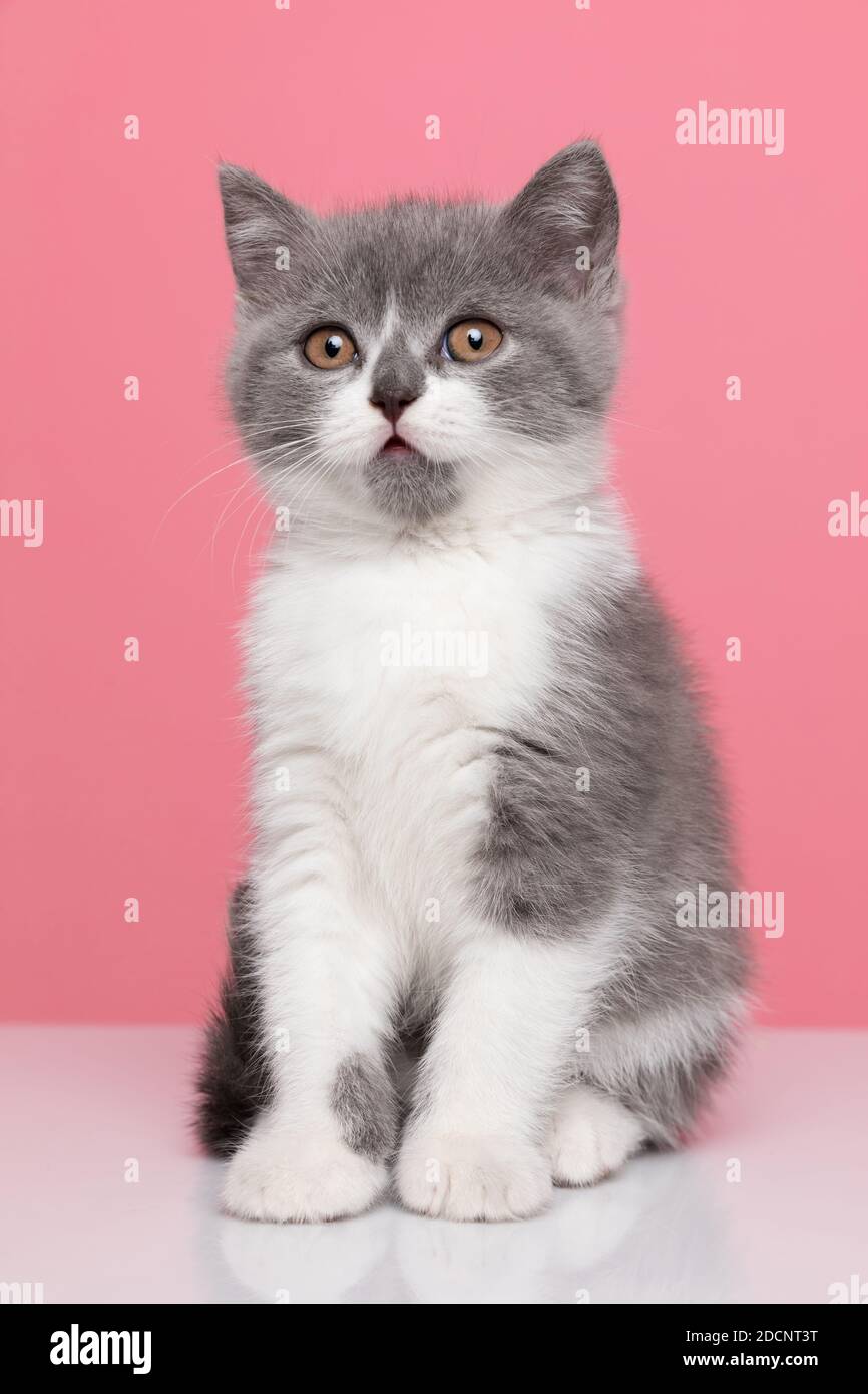 adorable little british shorthair cat sitting on pink background in ...