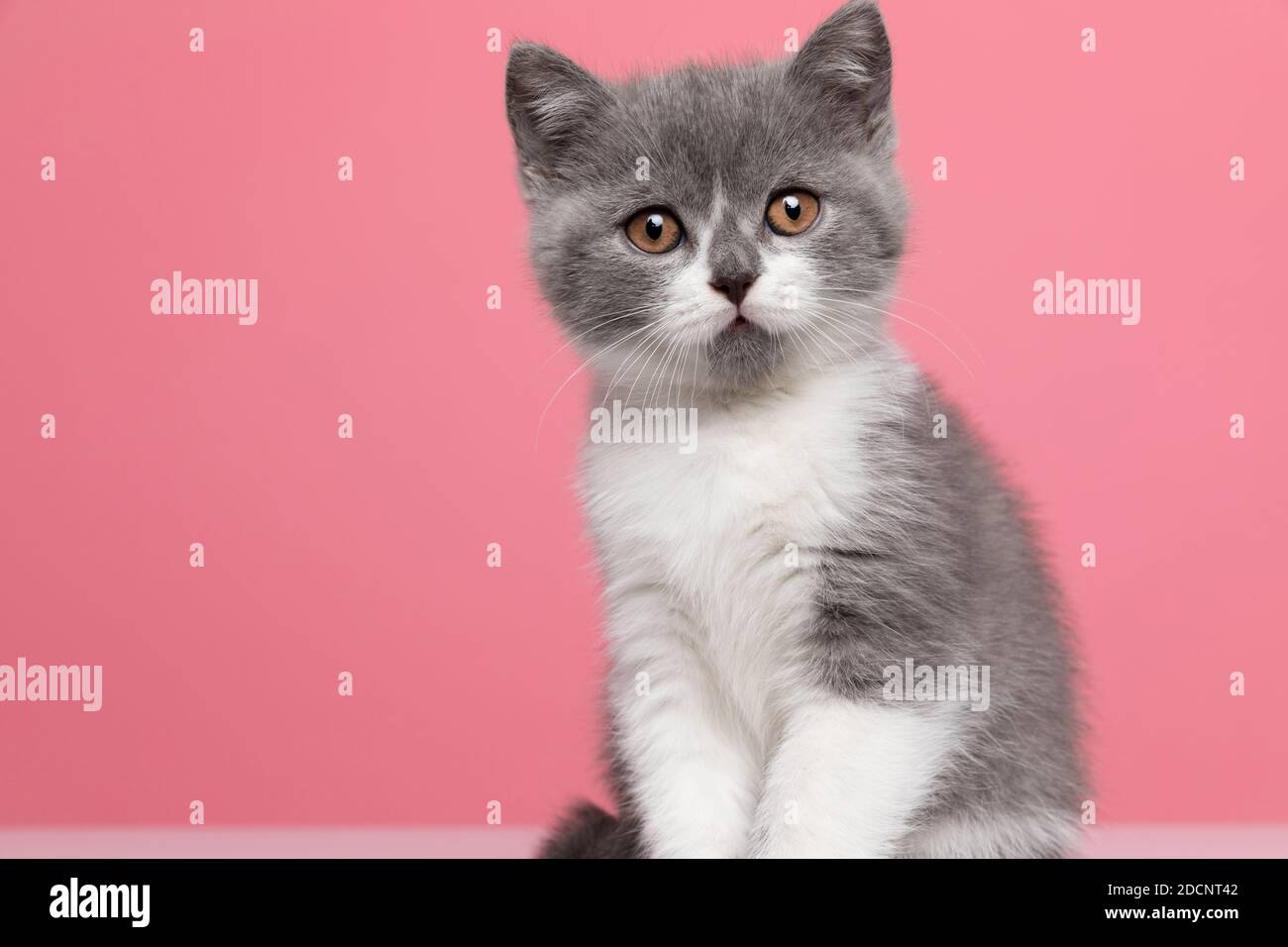 confused little british shorthair cat sitting on pink background in studio Stock Photo