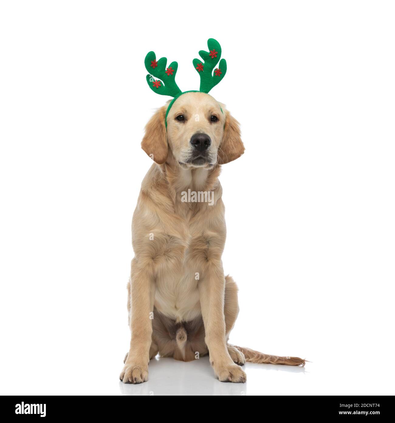 cute golden retriever dog wearing a headband with deer ears and sitting