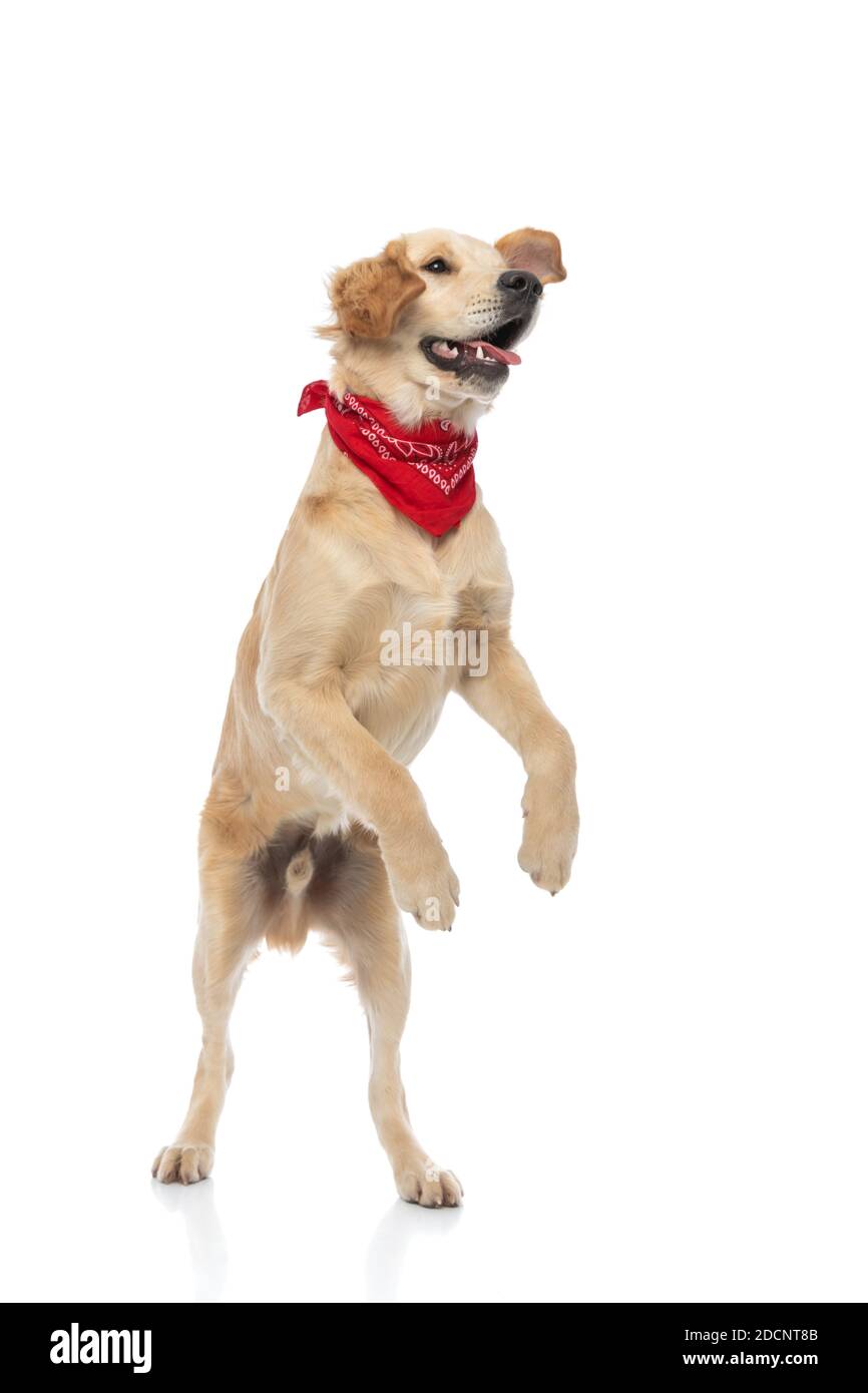 Cute Golden Retriever Dog Standing On Hind Legs And Preparing To Jump Wearing A Red Bandana Stock Photo Alamy