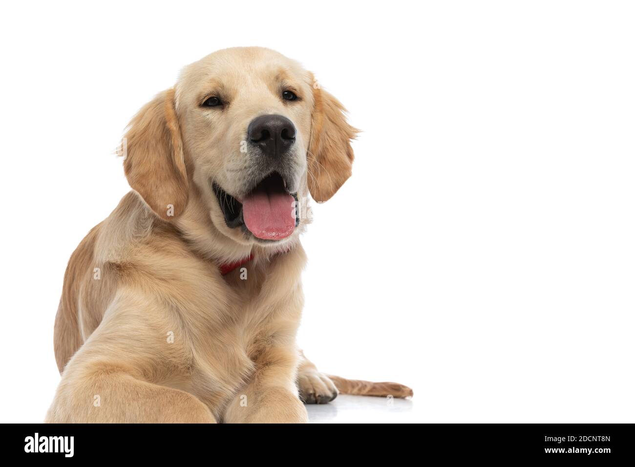 happy golden retriever dog looking at the camera with his tongue out