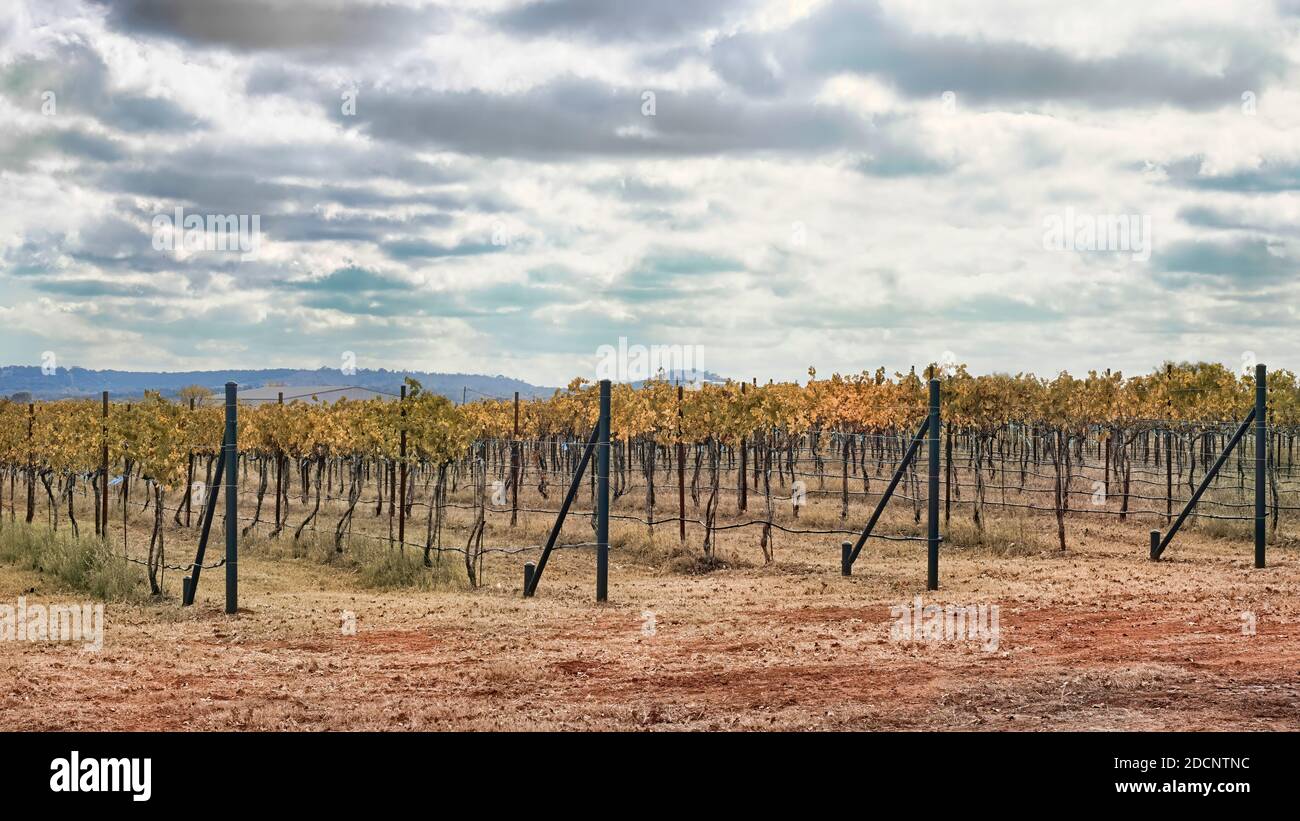 Wine vineyard in South texas in the Fall season. Stock Photo