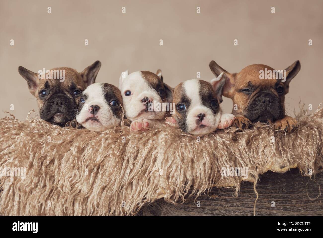 Page 3 Puppies In Box High Resolution Stock Photography And Images Alamy