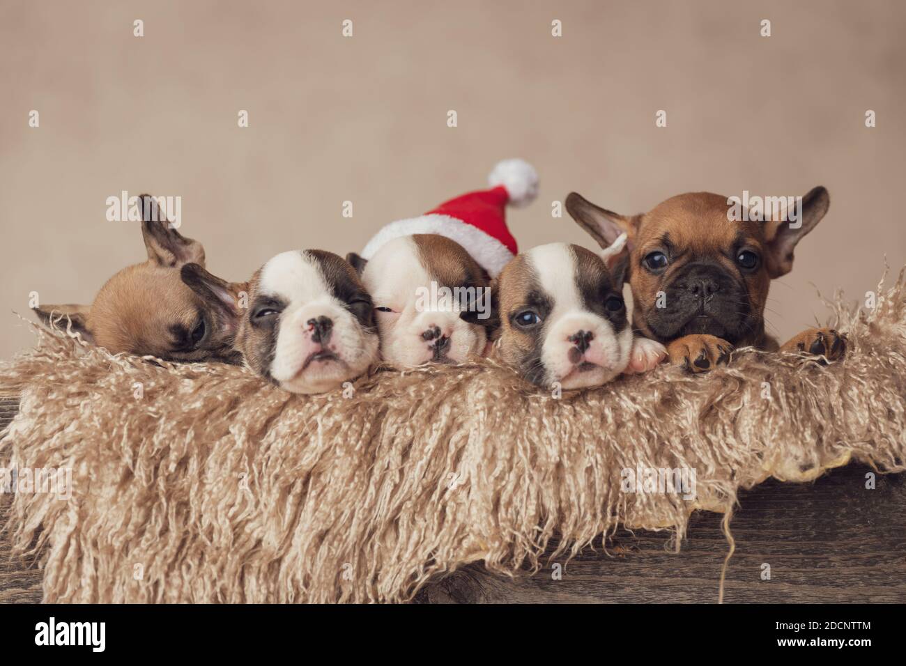 Family french bulldog deals puppies