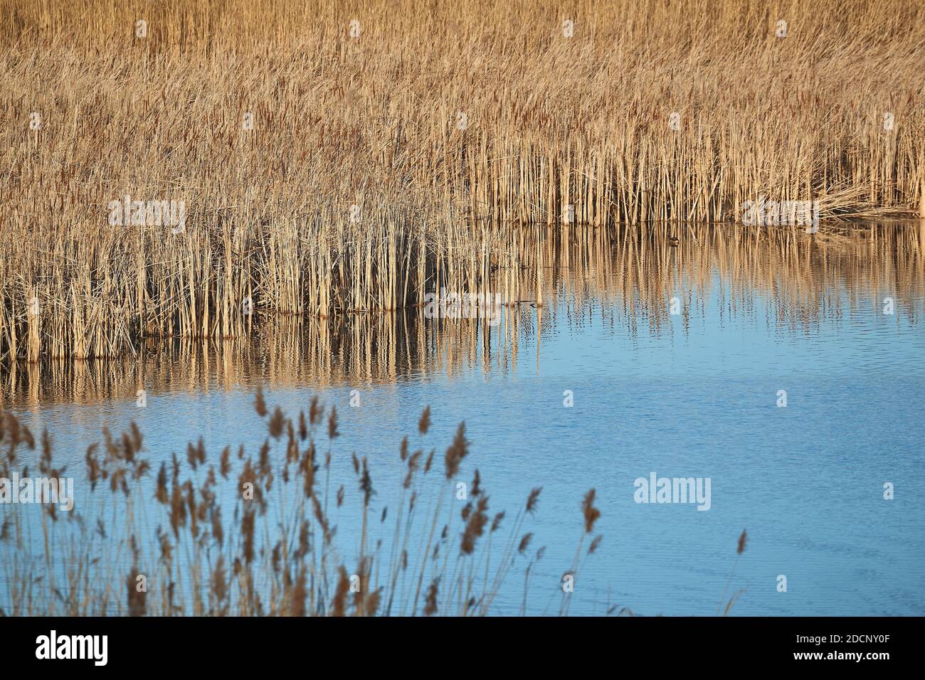 Swamp with plants growing Stock Photo - Alamy