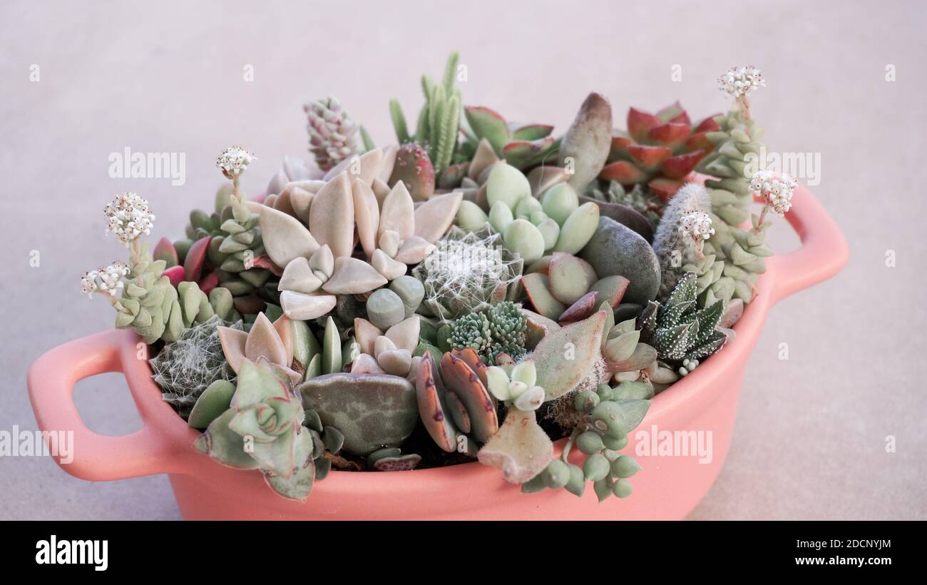 Cute Tiny Succulent Plants In Pink Pot Close Up Twisted Stock Photo Alamy
