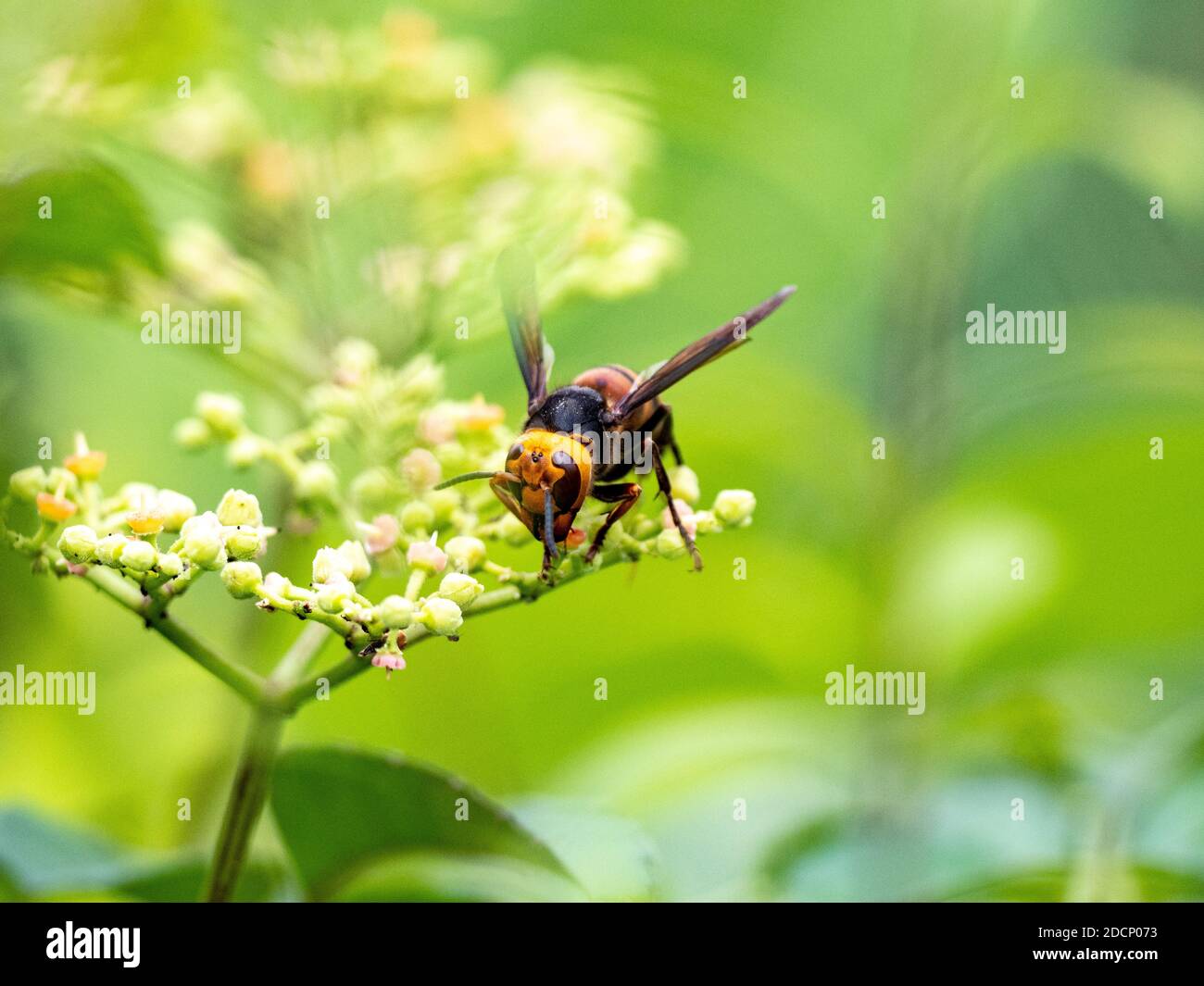 The Japanese variant of the asian giant hornet, Vespa mandarinia, also known as a murder hornet in the United States, rests on the small flowers of bu Stock Photo