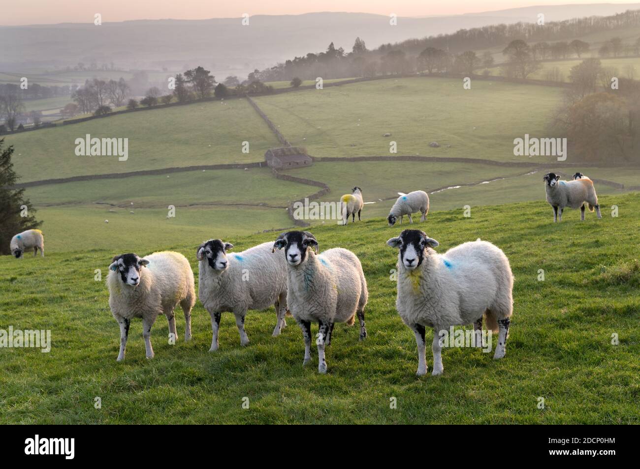 Autumn late afternoon with Swaledale sheep grazing near Austwick, Yorkshire Dales National Park, UK Stock Photo